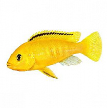 картинка для Цихлида лабидохромис желтый на сайте сети магазинов Бонифаций