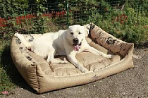 картинка для Лежанка квадратная 100х80х21см JOY золотая для собак на сайте сети магазинов Бонифаций